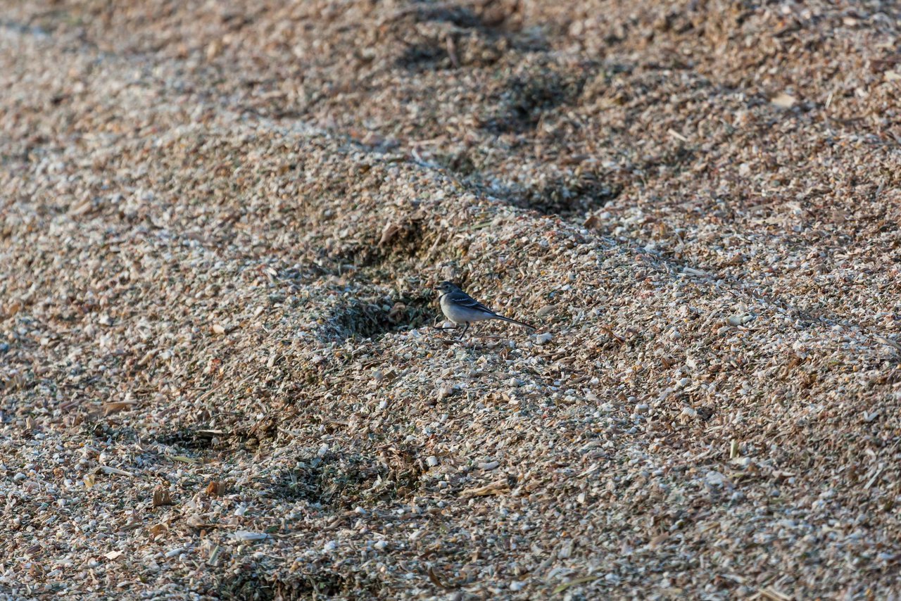 Album: 2013-10-13 Biogas - 